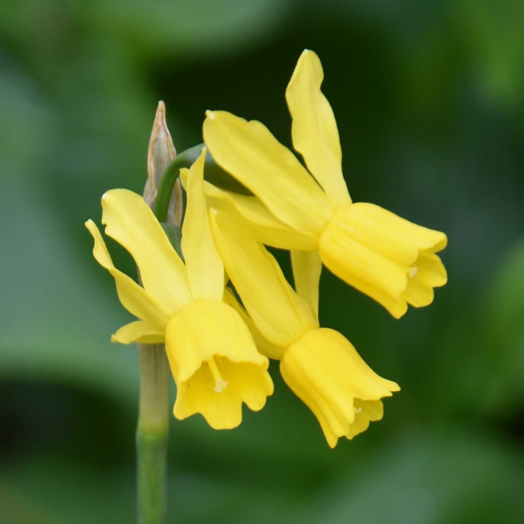 Narcissi Little Emma