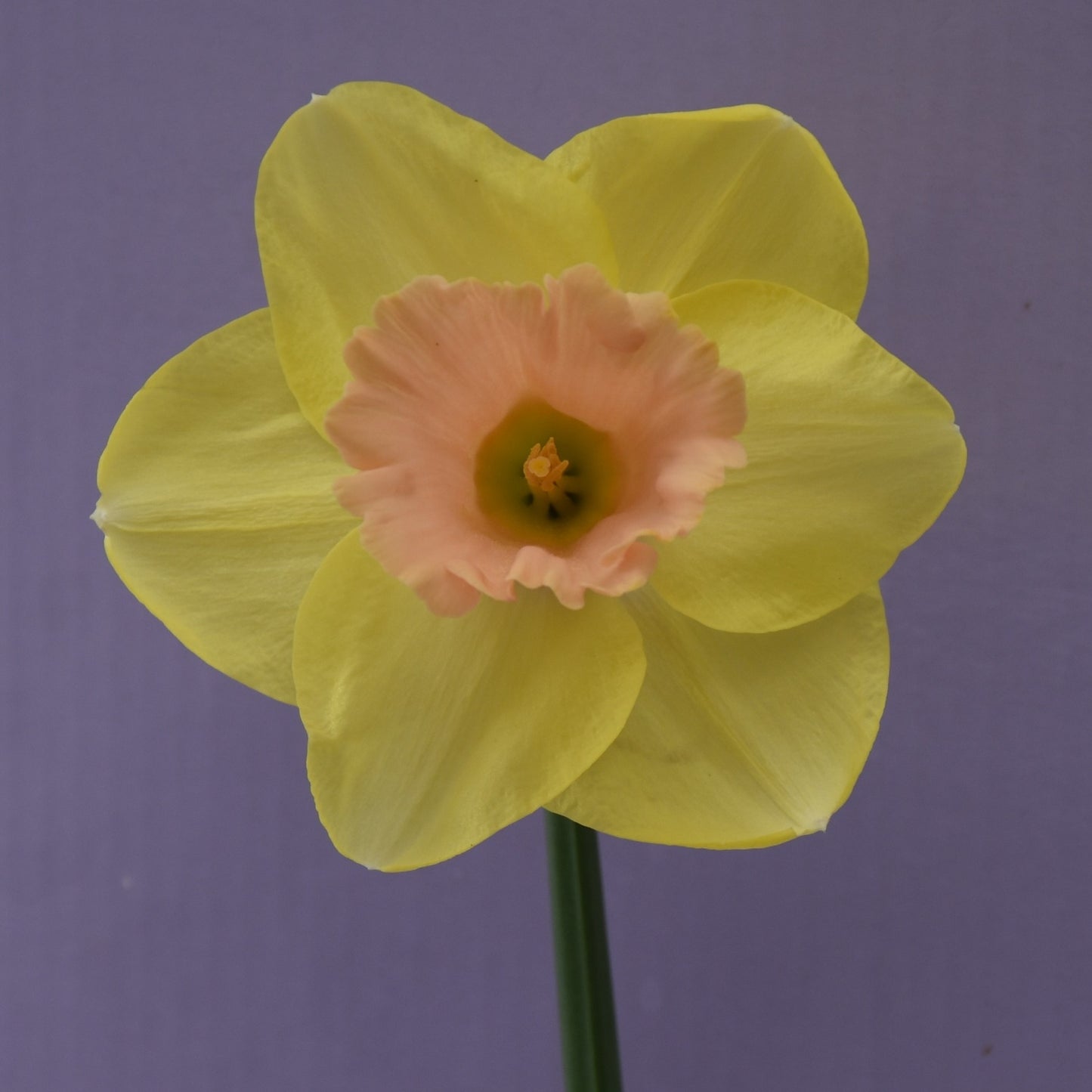 Narcissi Lorikeet
