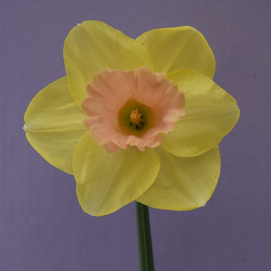 Narcissi Lorikeet