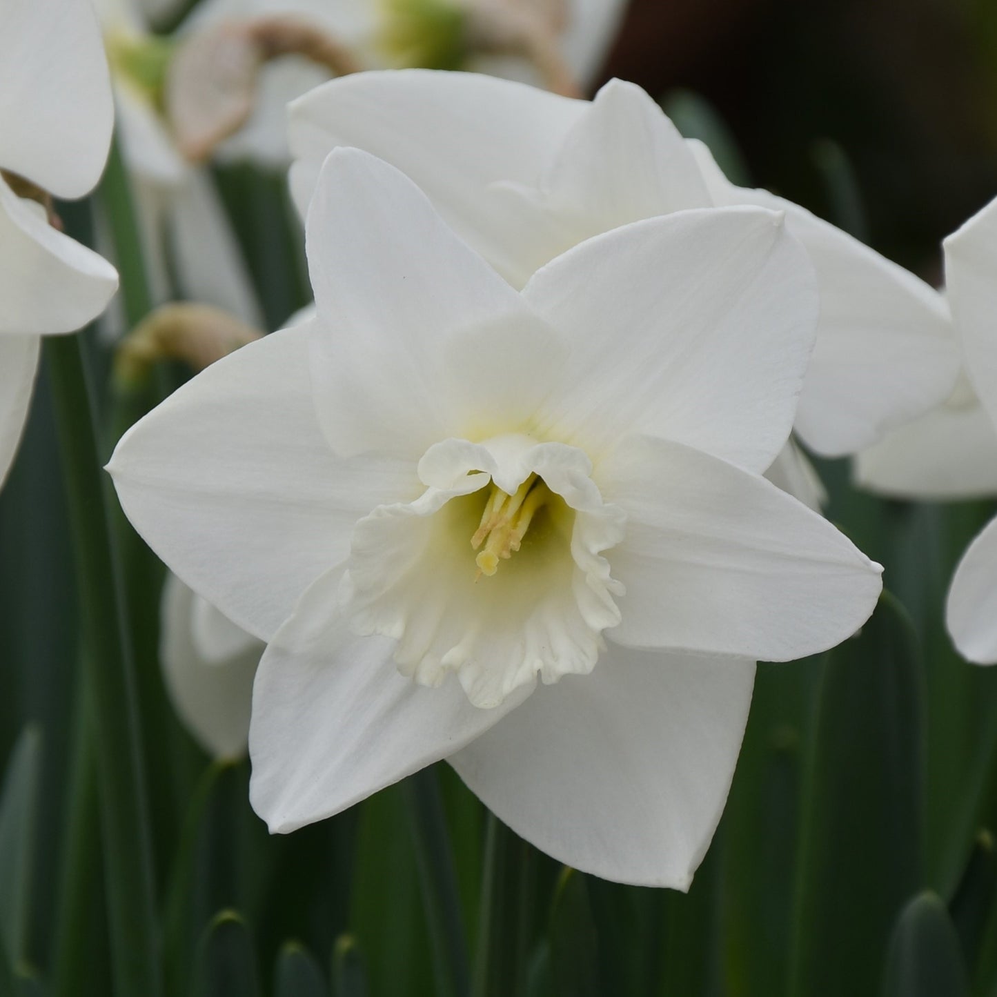 Narcissi Love You More