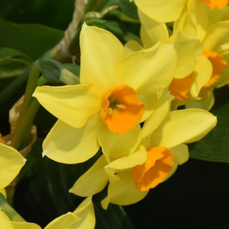 Narcissi Martinette