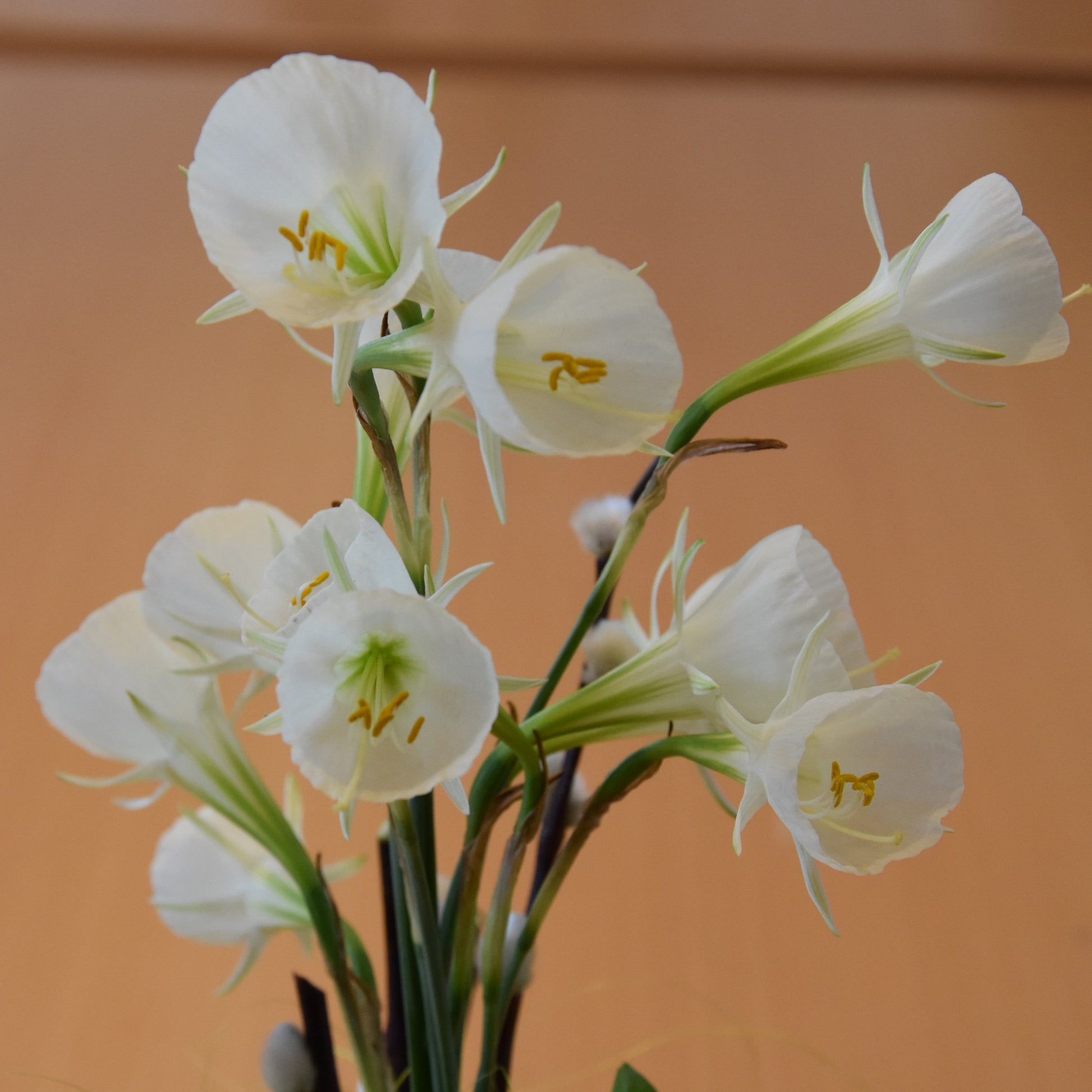Narcissi bulbocodium 'Mary Poppins'.
