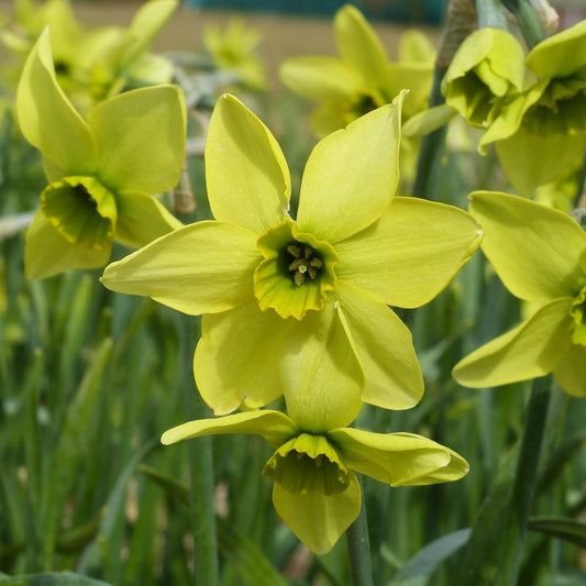Narcissi Mesa Verde