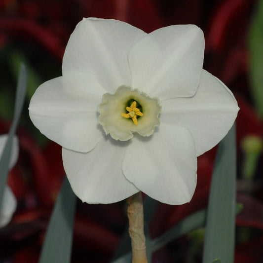 Narcissi Misty Glen