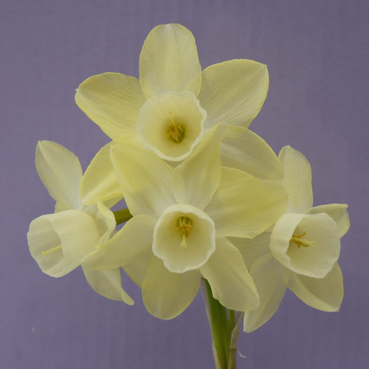 Narcissi Moonlight Sensation