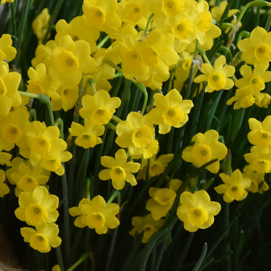 Narcissi More and More