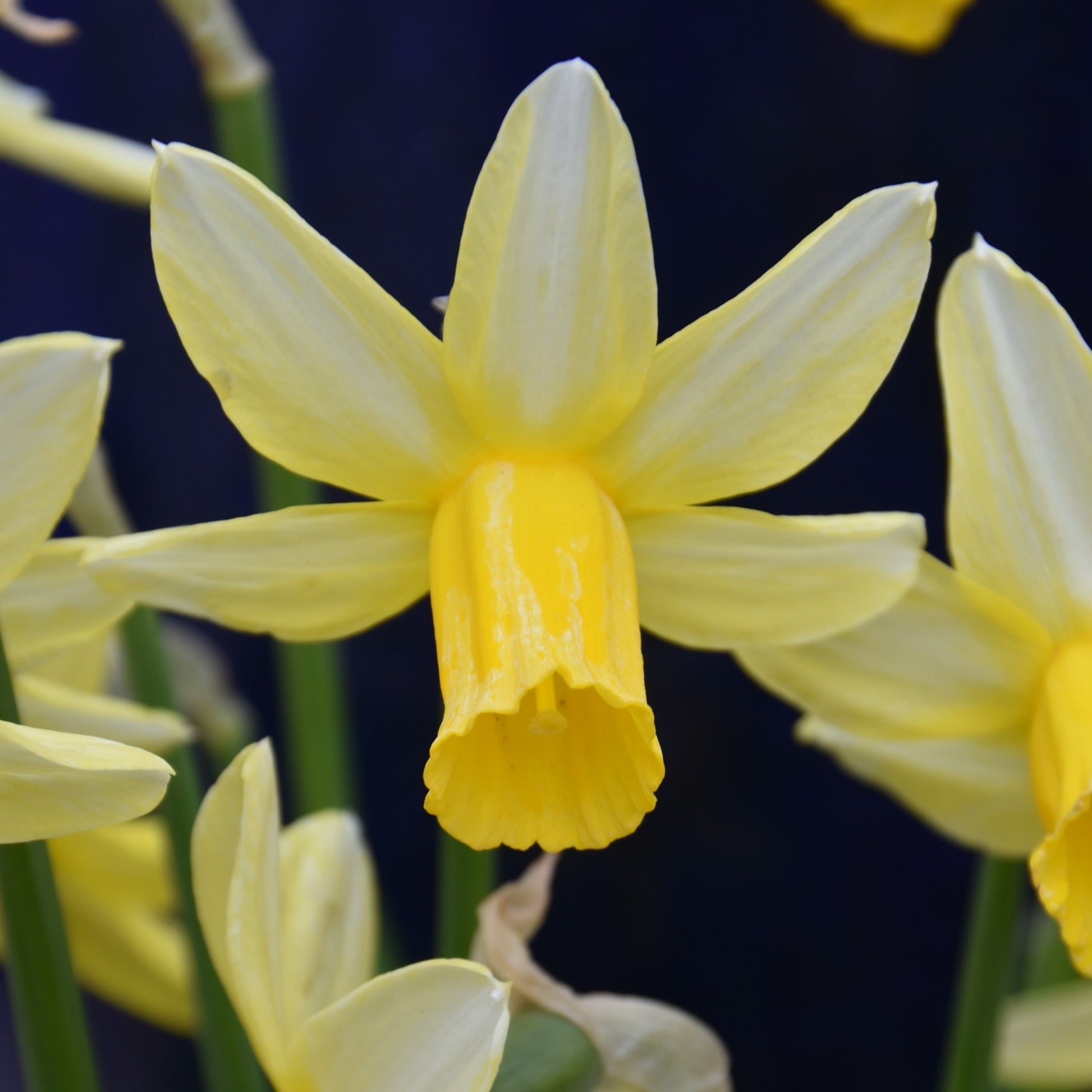 Narcissi Mother Duck