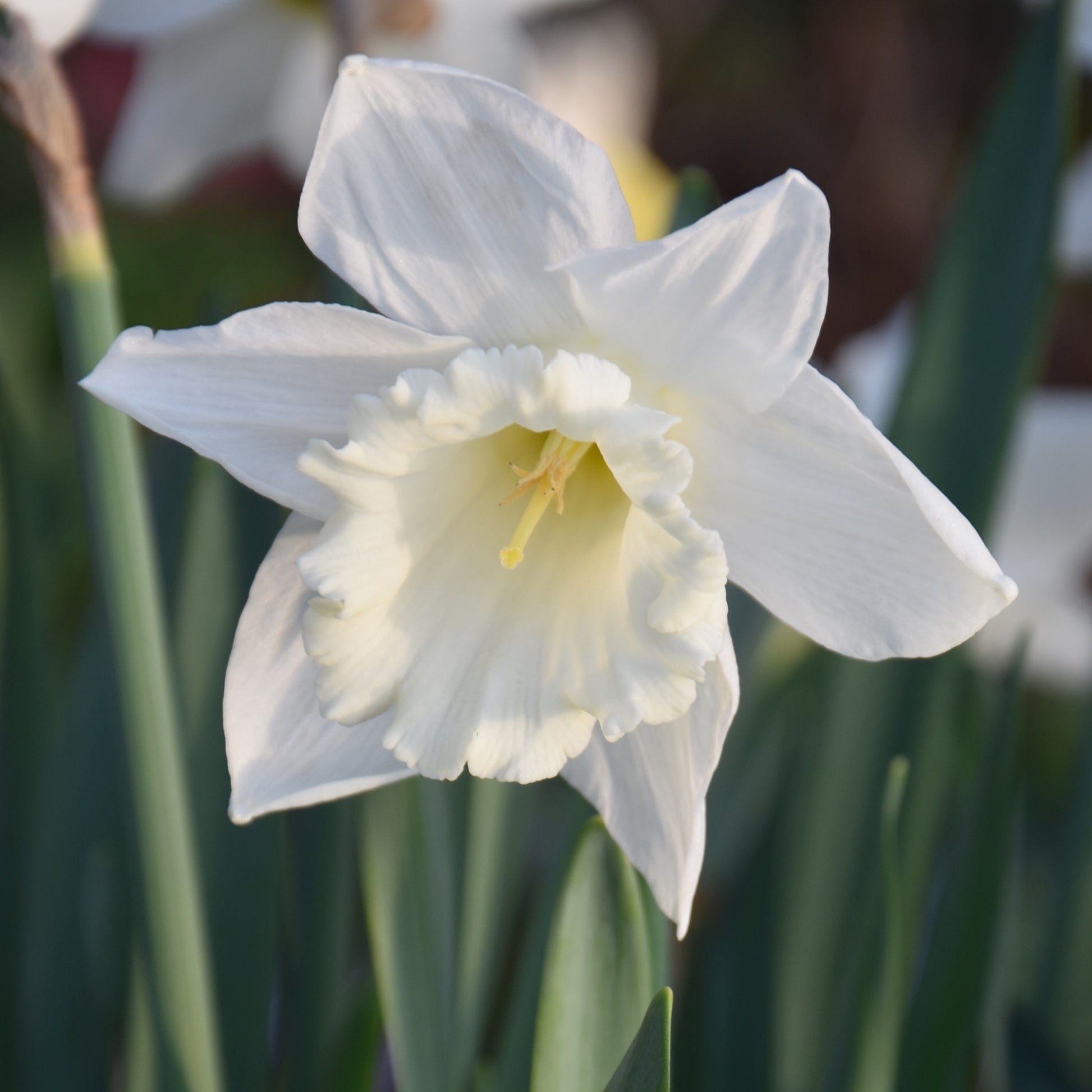 Narcissi Mount Hood