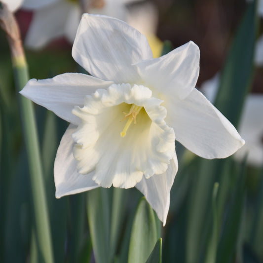 Narcissi Mount Hood