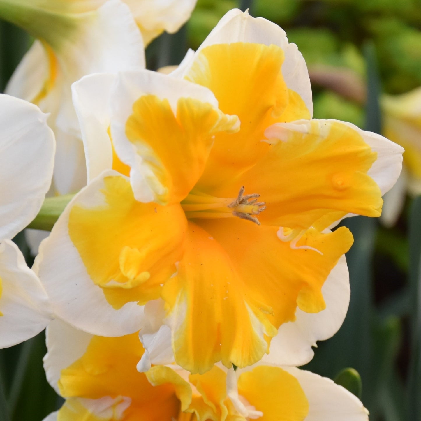 Narcissi Orangery