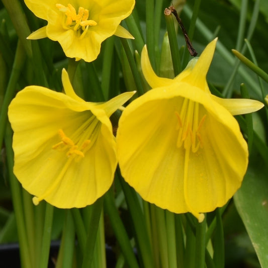 Narcissi Oxford Gold