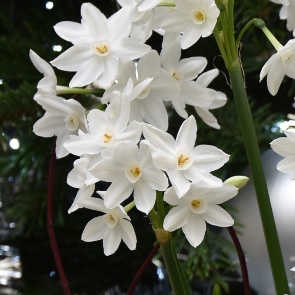 Narcissi Paperwhite Ziva