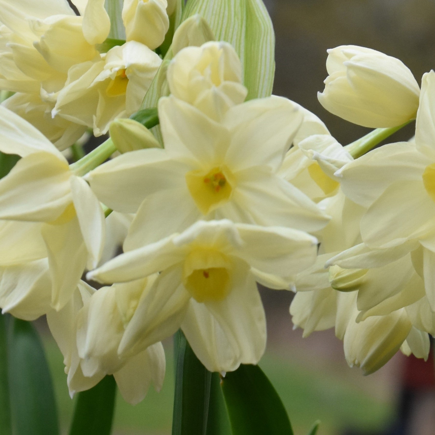 Narcissi Paperwhite Omri