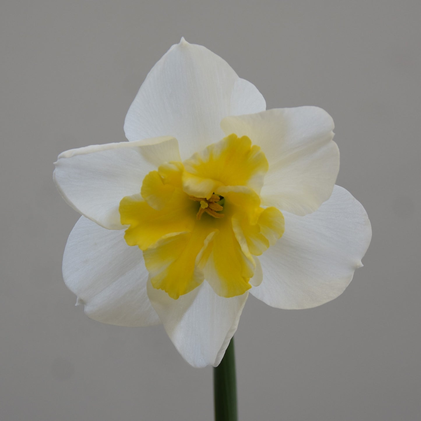 Narcissi Papillon Blanc