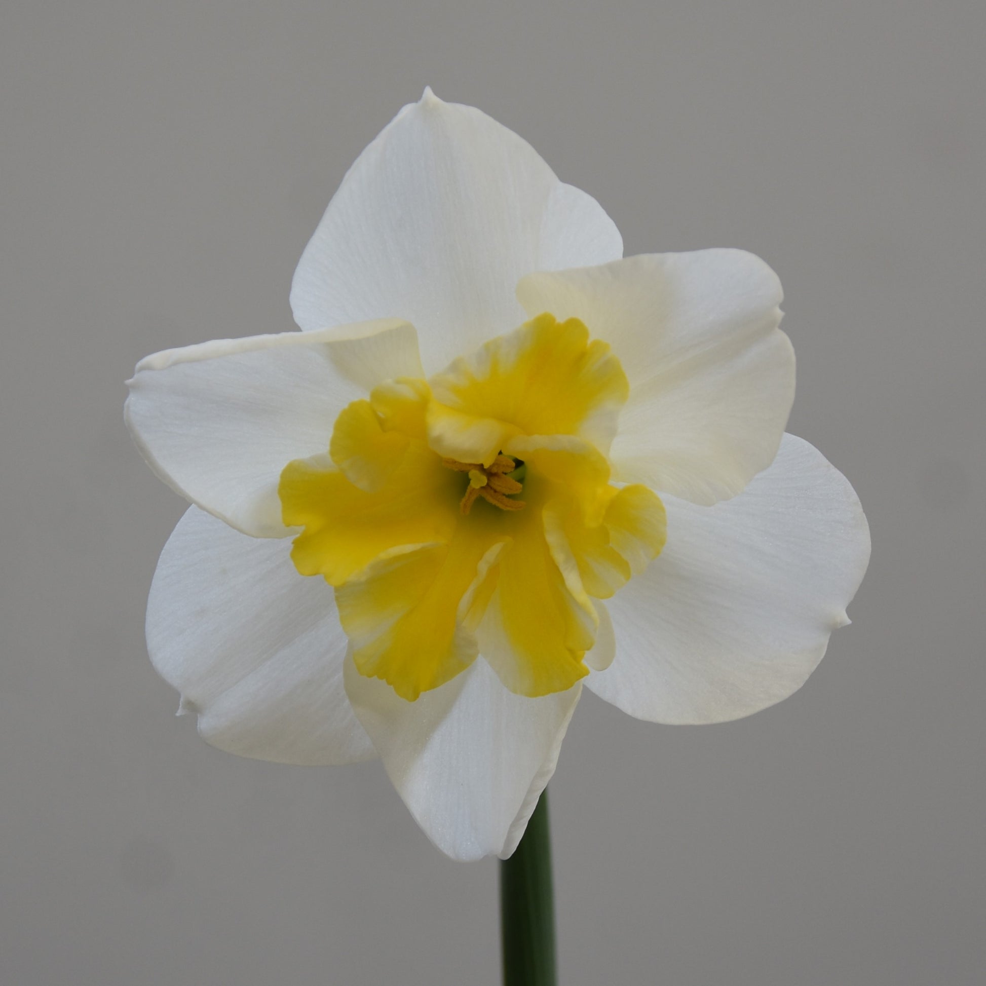 Narcissi Papillon Blanc