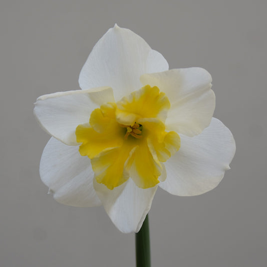 Narcissi Papillon Blanc