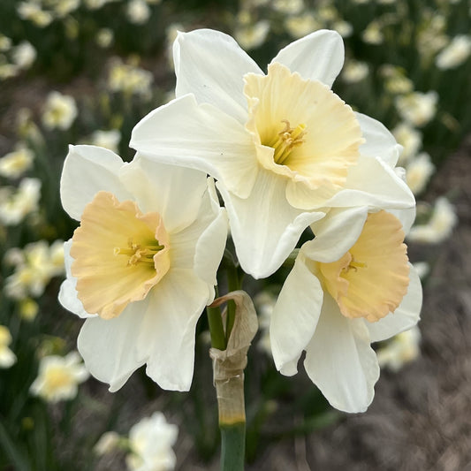 Narcissi Pink Pacific