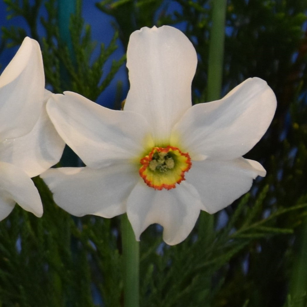 Narcissi poeticus recurvus