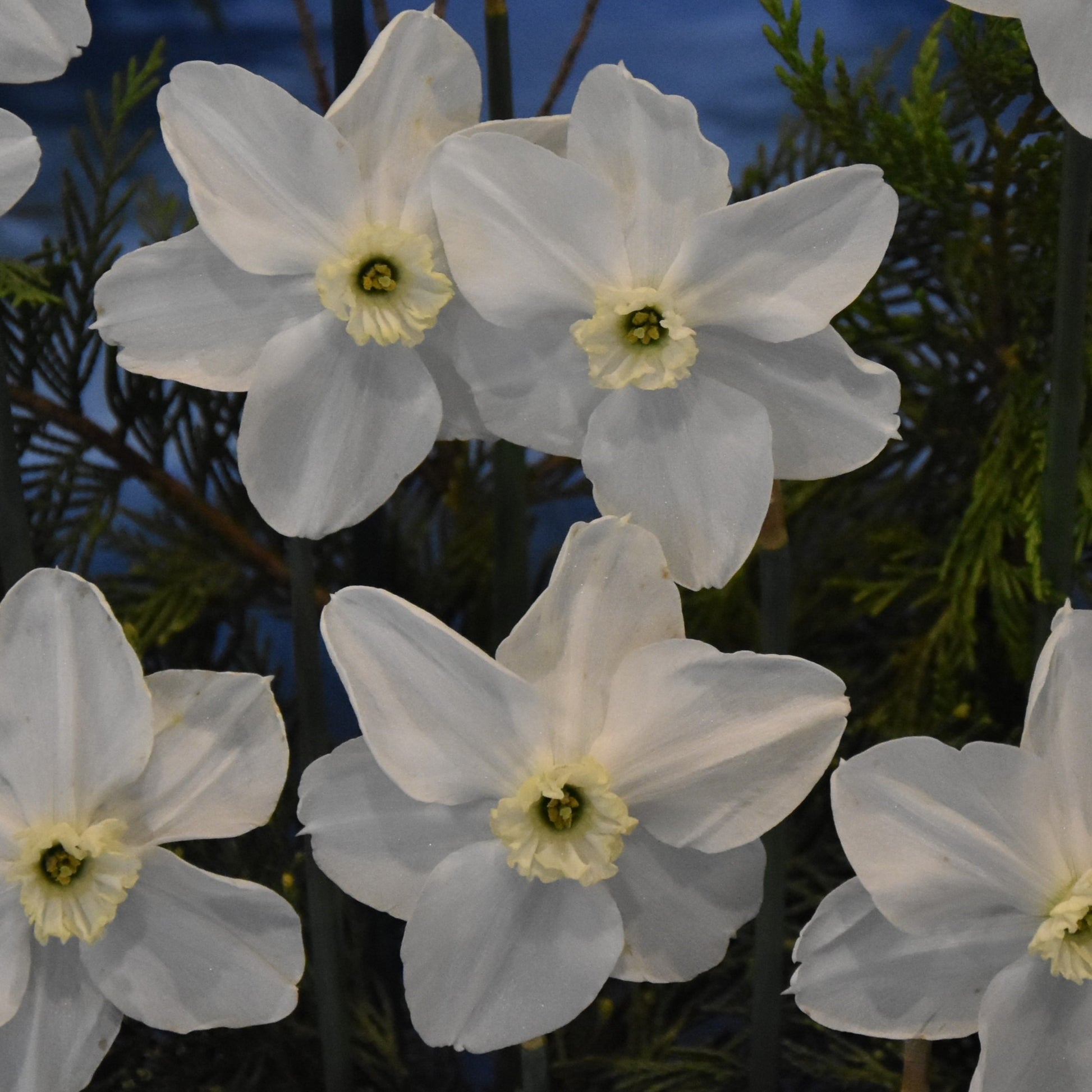 Narcissi Polar Ice