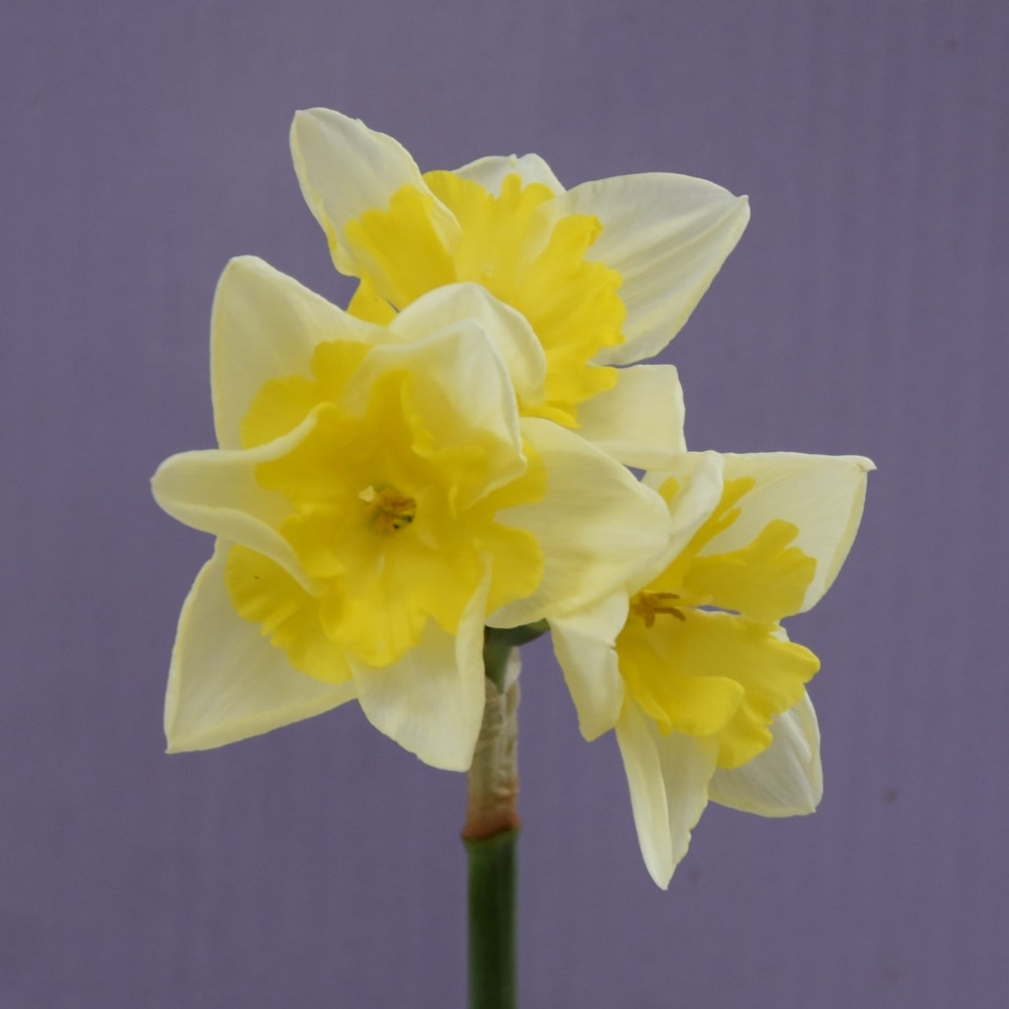 Narcissi Prom Dance