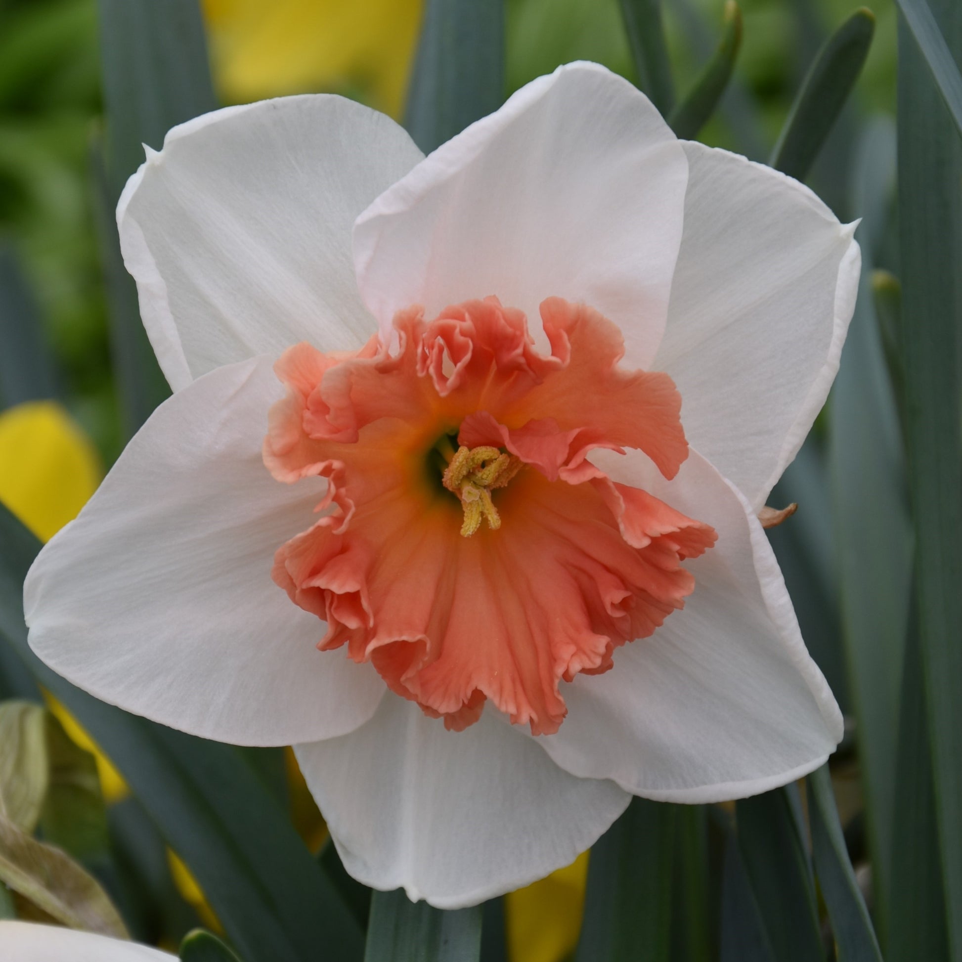 Narcissi Precocious