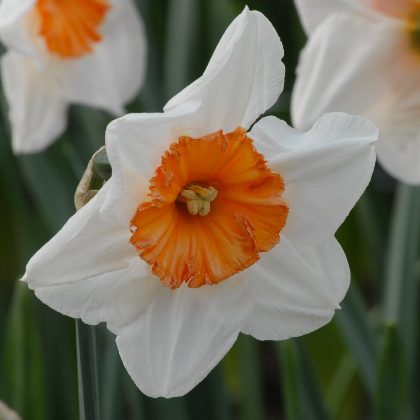 Narcissi Professor Einstein