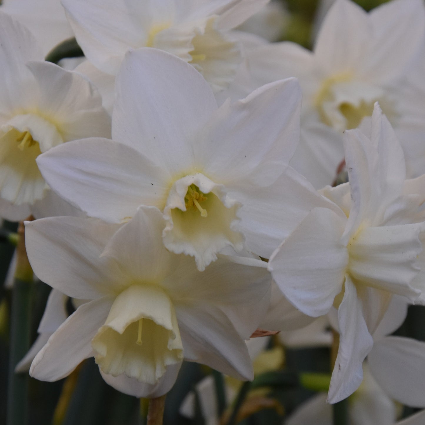 Narcissi Pueblo