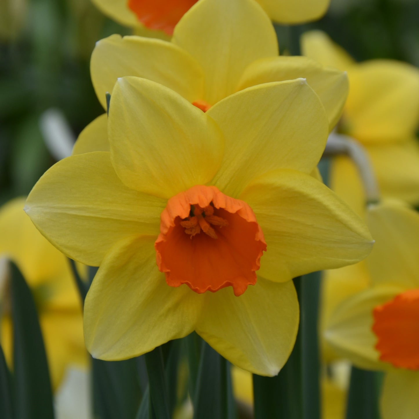 Narcissi Red Devon