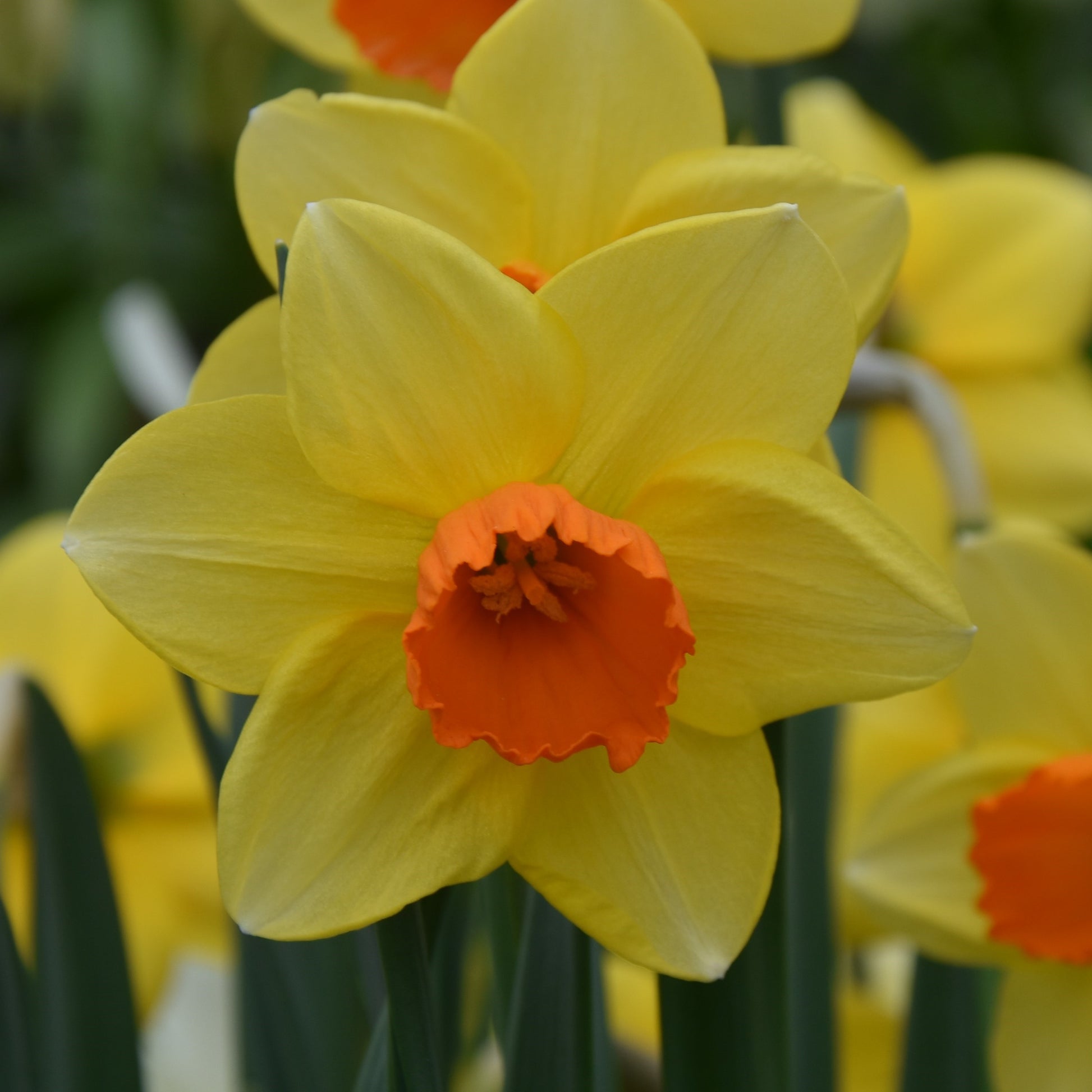 Narcissi Red Devon
