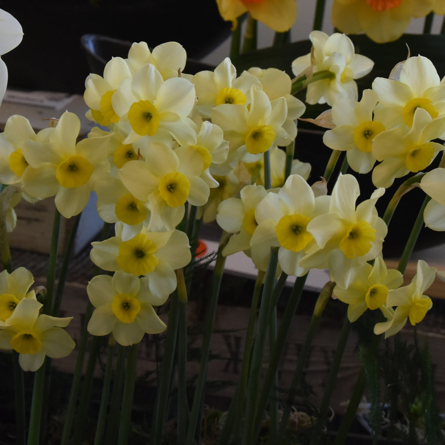Narcissi Rikki