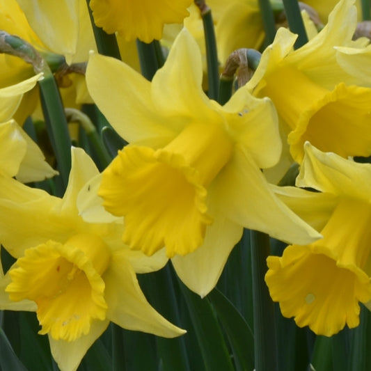 Narcissi Rijnveld’s Early Sensation