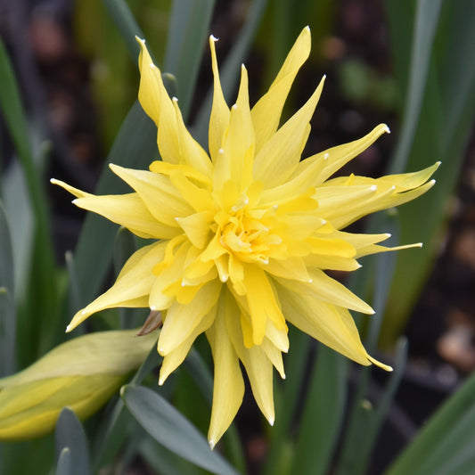 Narcissi Rip van Winkle