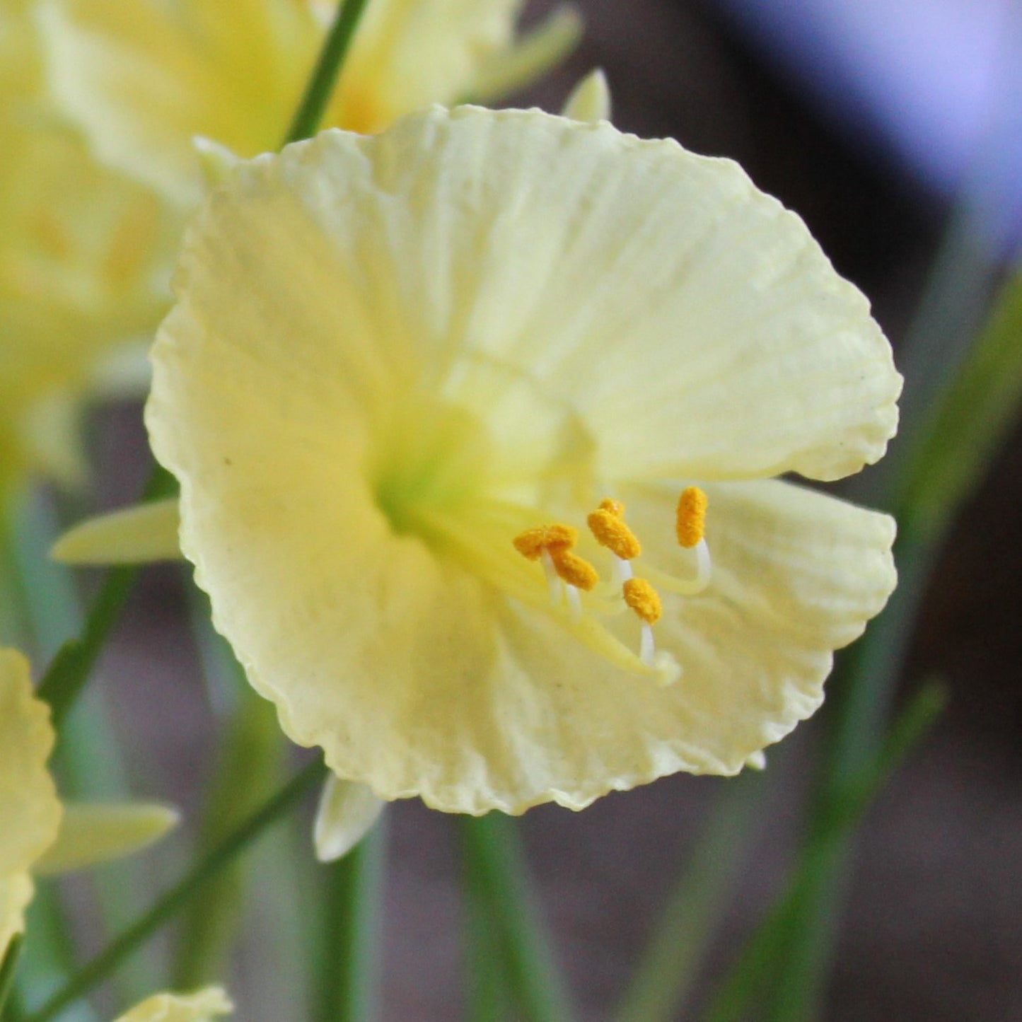 Narcissi romieuxii 'Julia Jane'