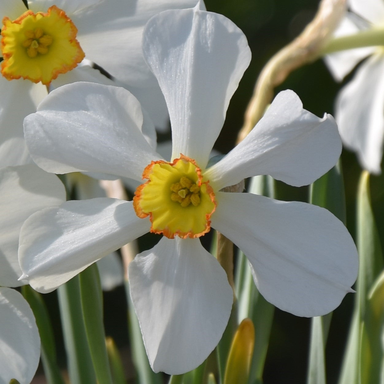 Narcissi Seagull