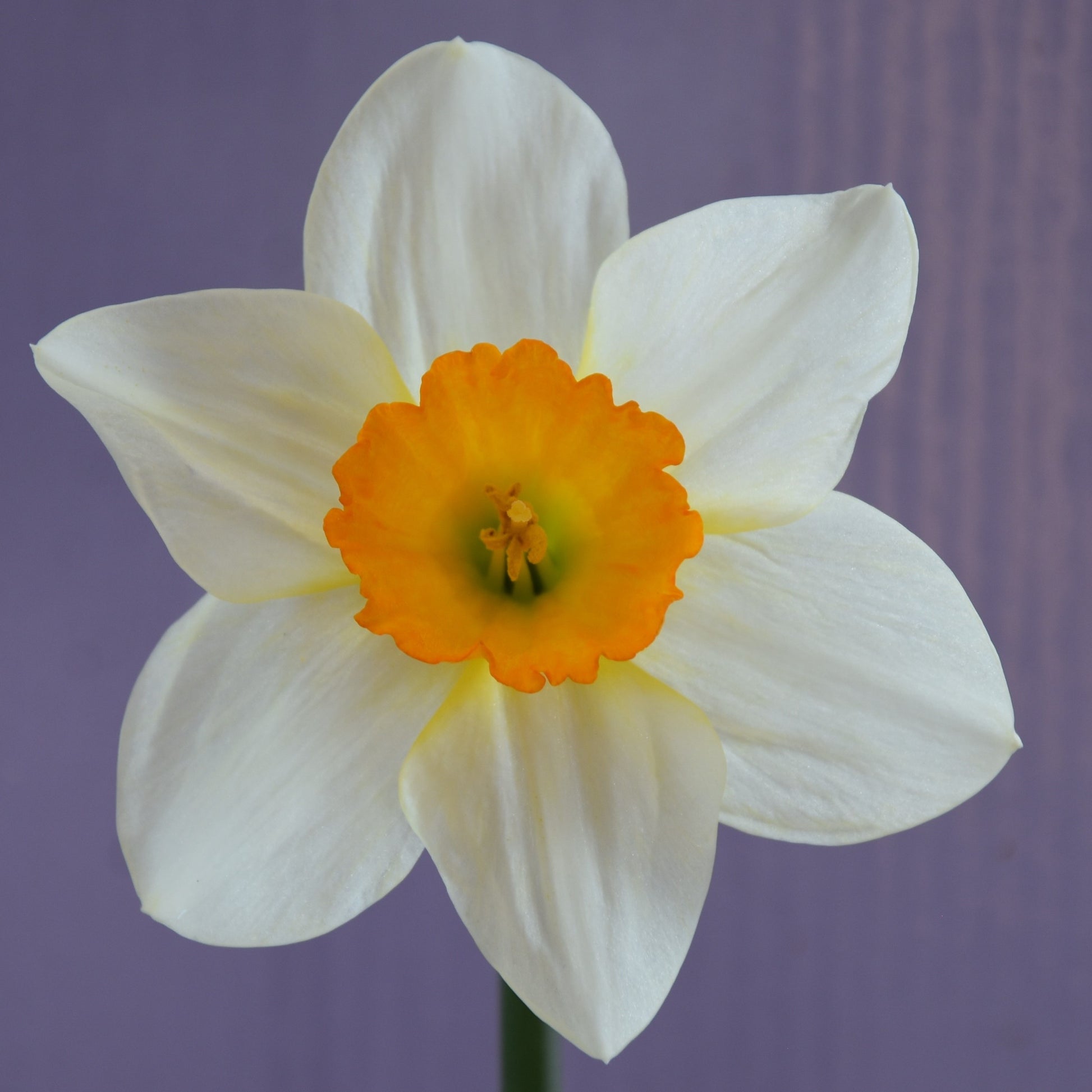 Narcissi Sempre Avanti
