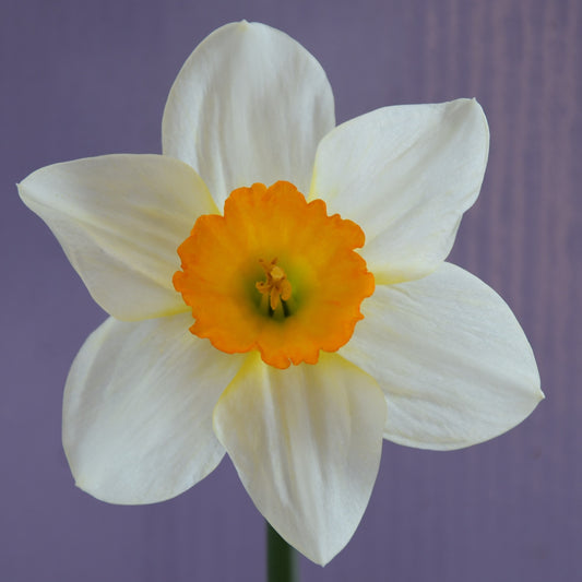 Narcissi Sempre Avanti