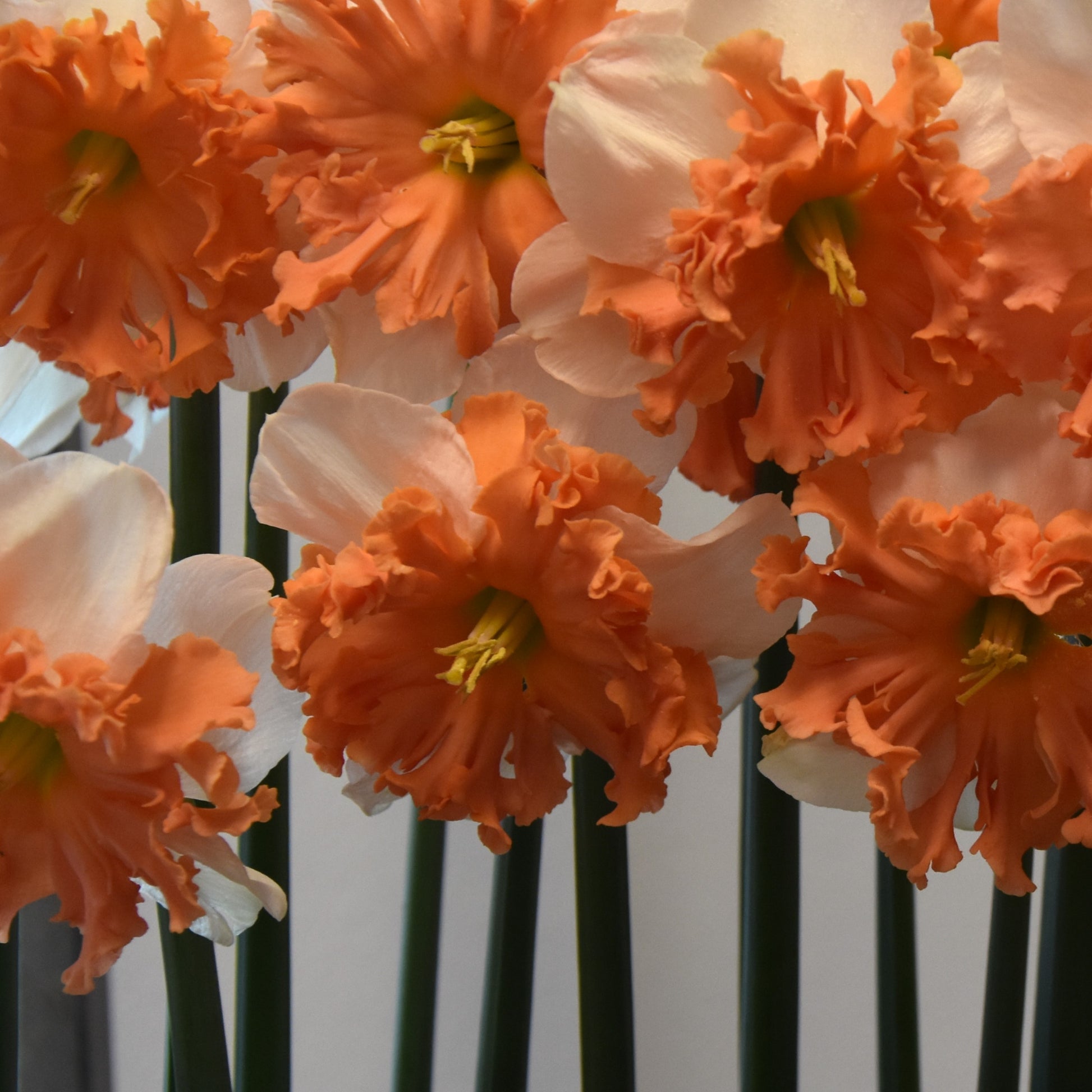 Narcissi Shrike