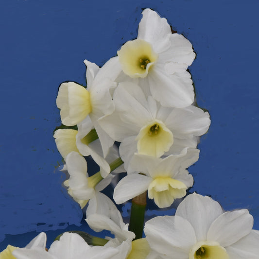 Narcissi Silver Chimes