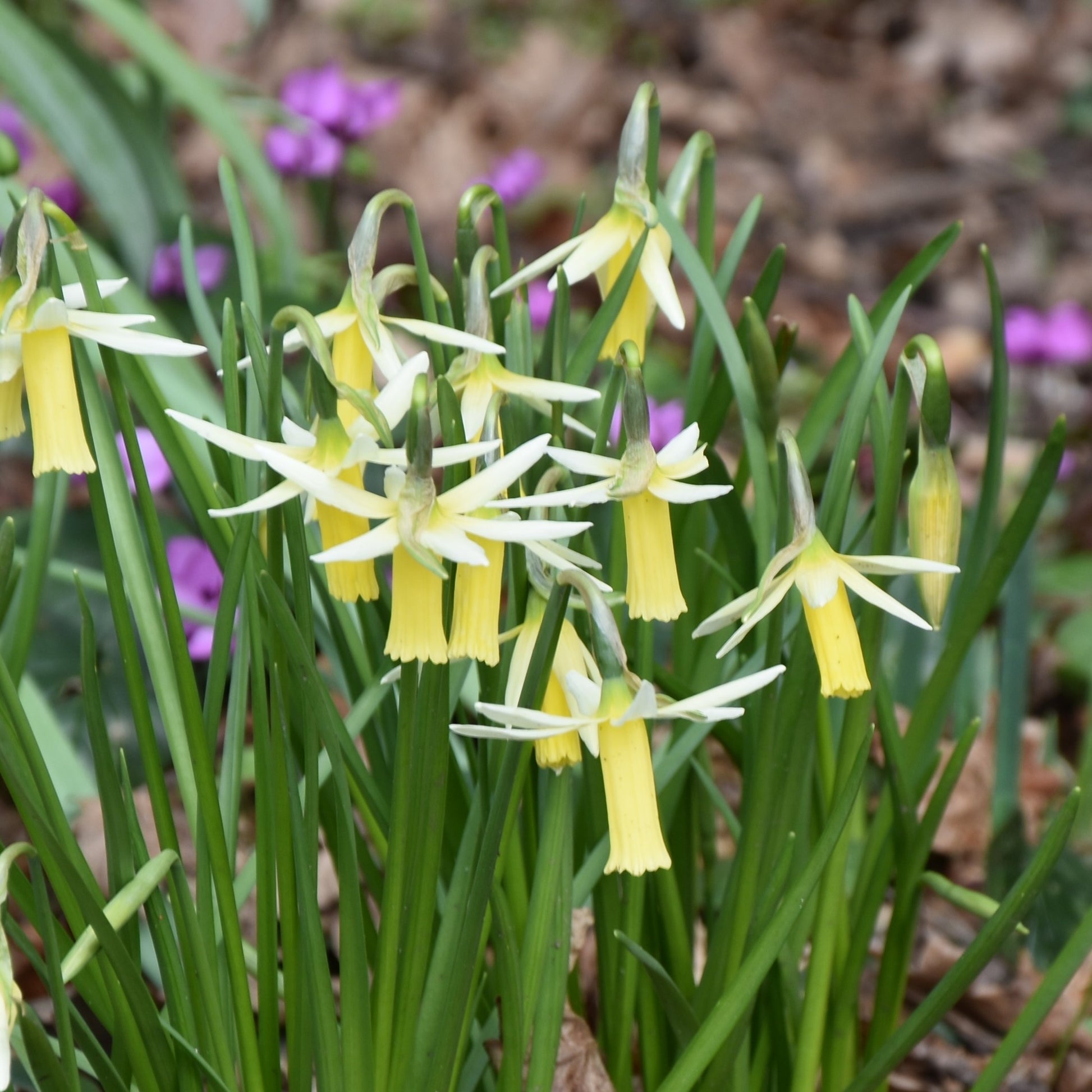 Narcissi Snipe