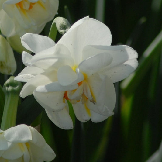 Narcissi Sir Winston Churchill