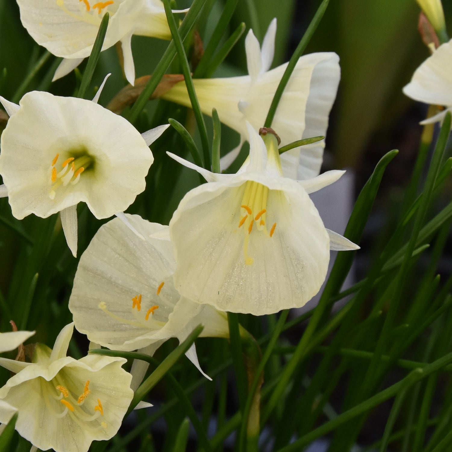 Narcissi Spoirot