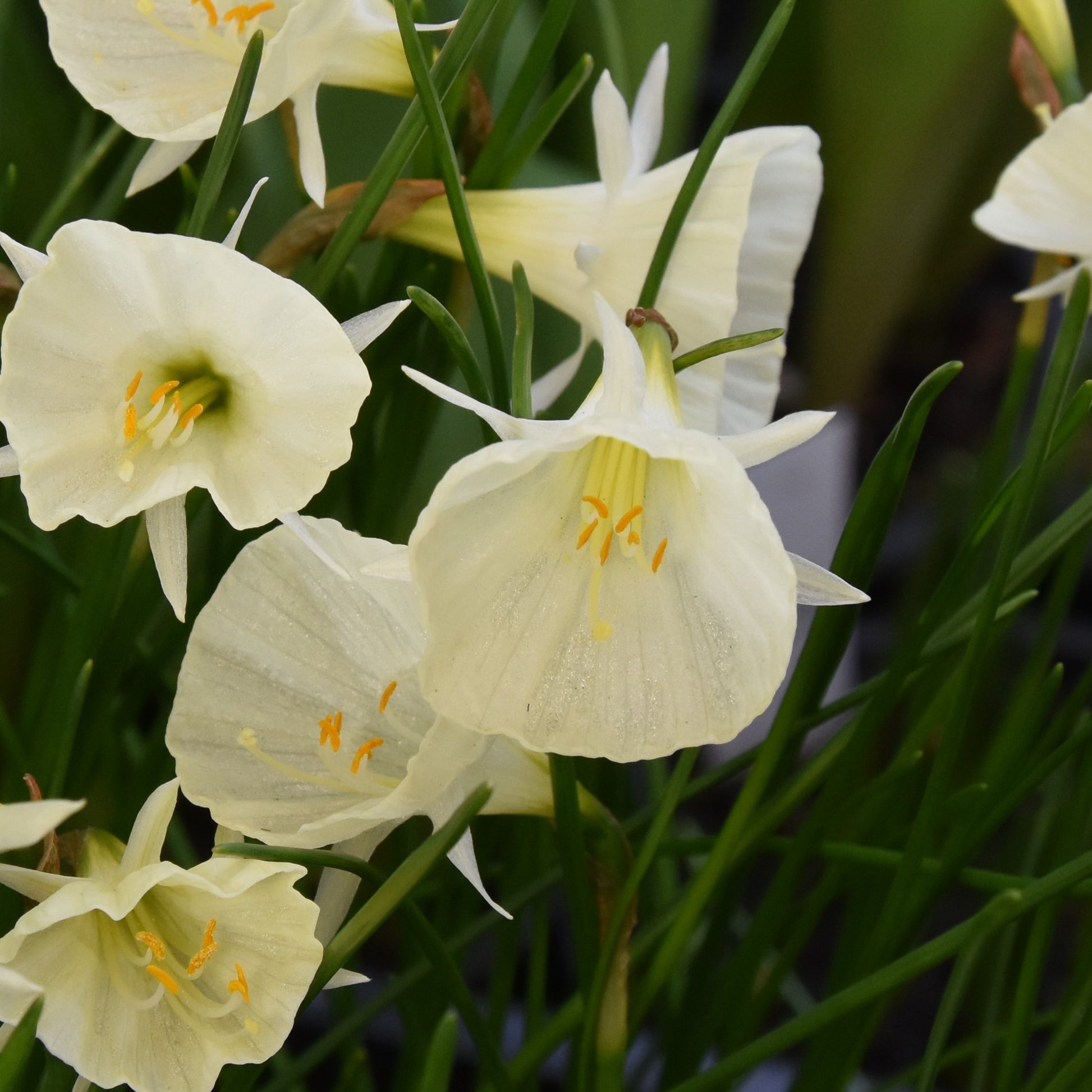 Narcissi Spoirot