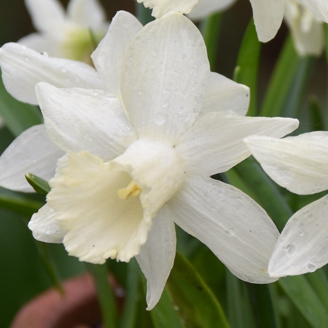 Narcissi Snow Baby