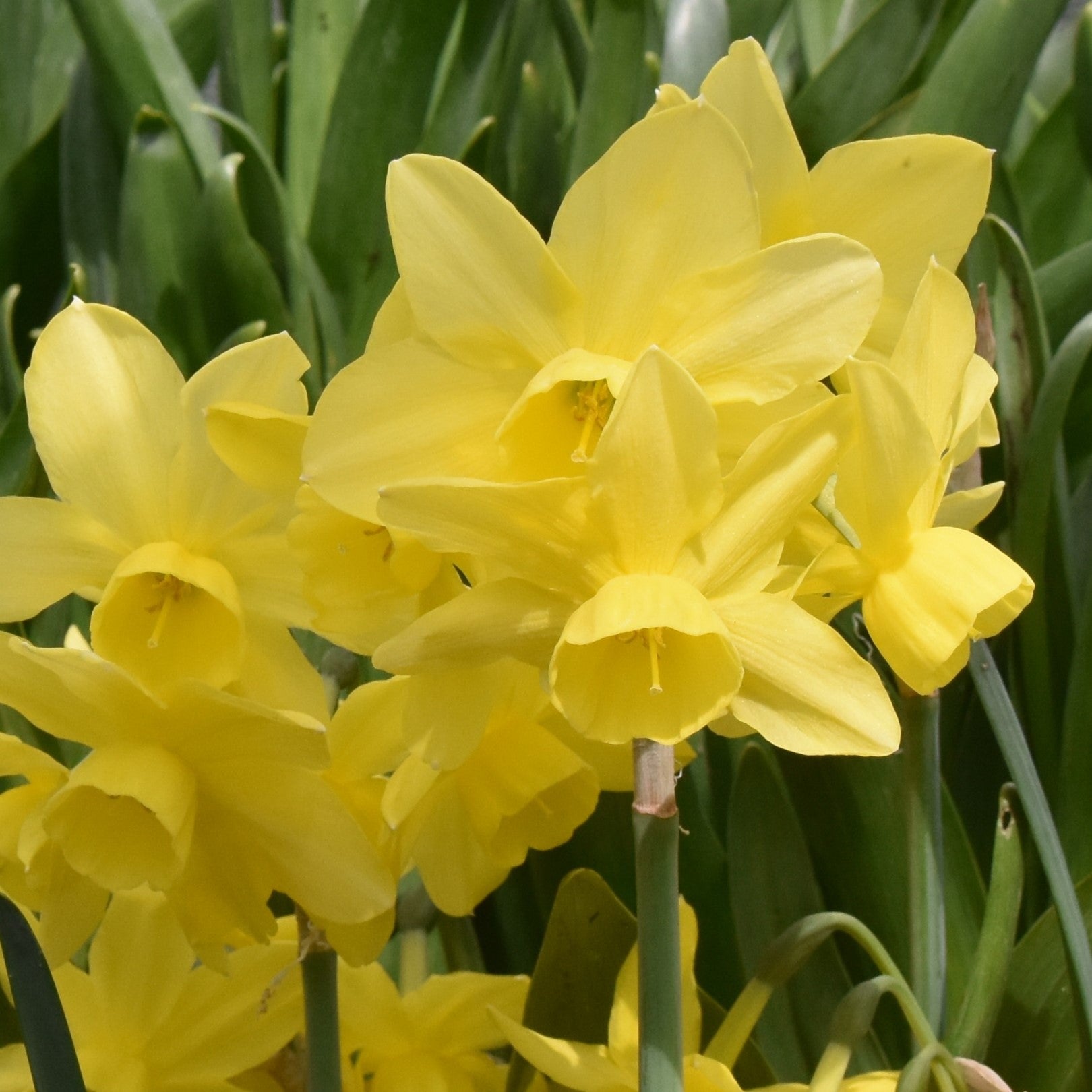 Narcissi Sunlight Sensation