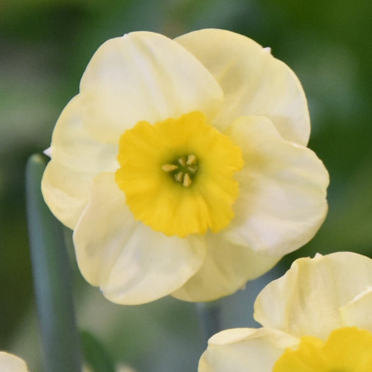 Narcissi Sun Disc