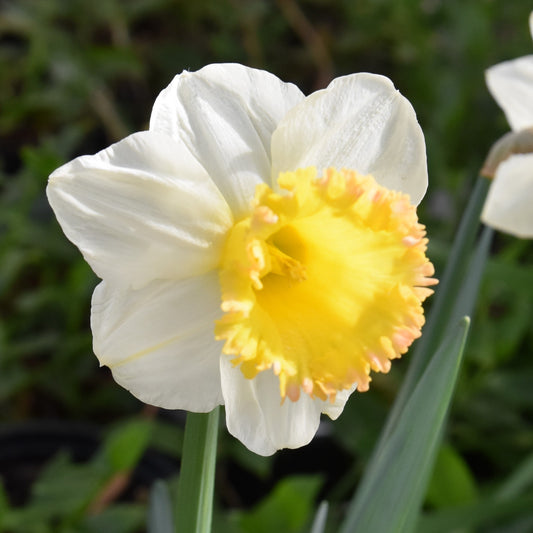Narcissi Sugar Dipped