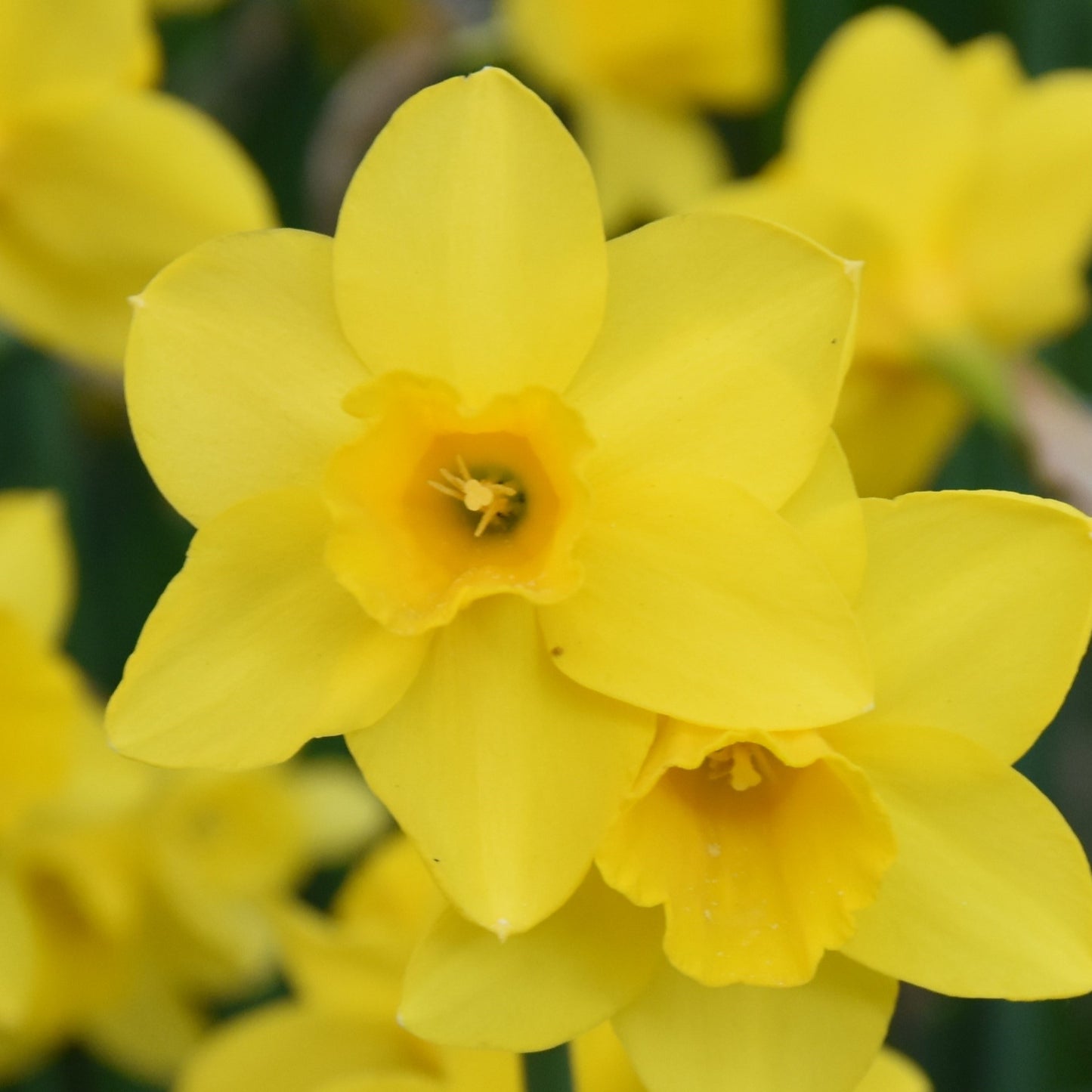 Narcissi Sweetness