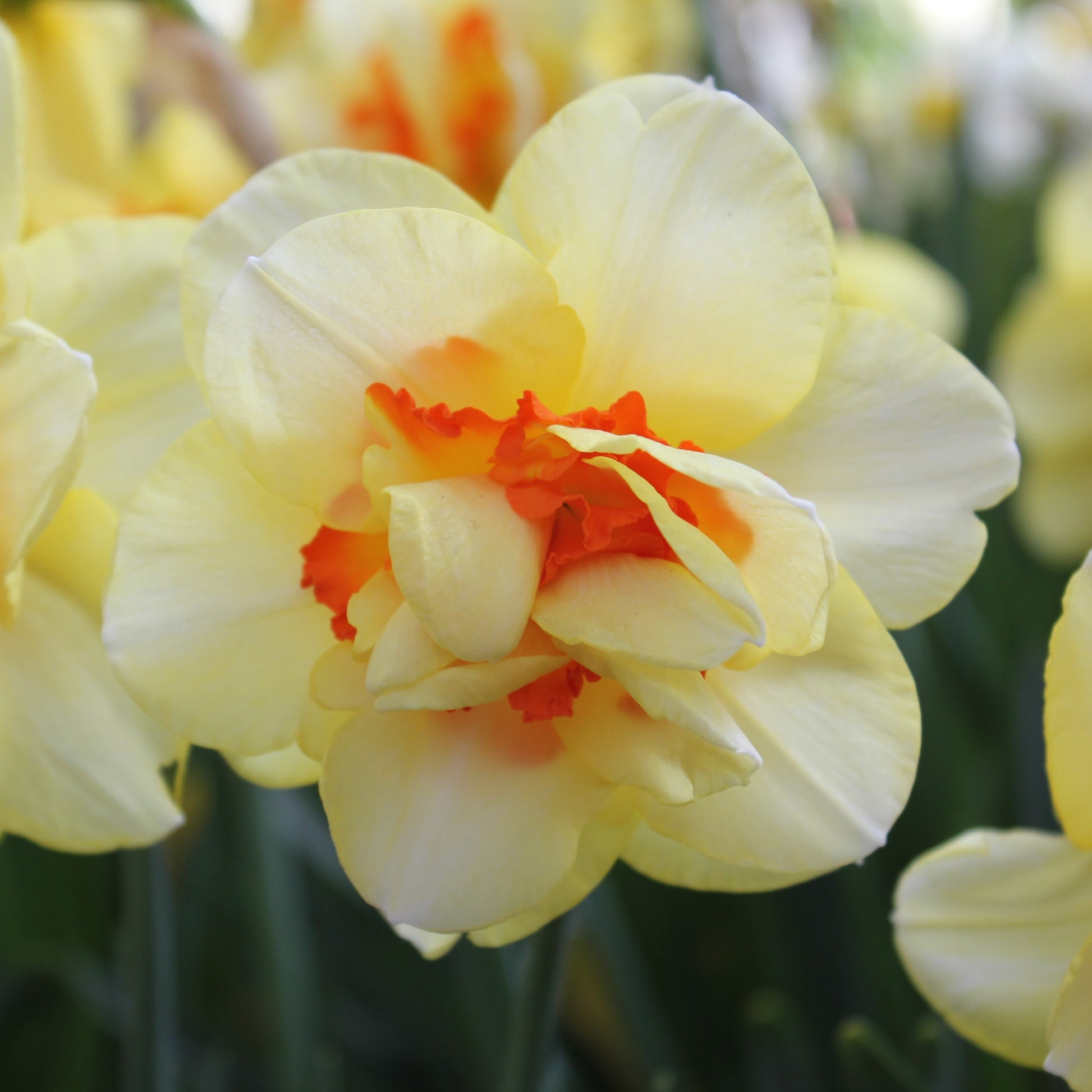Narcissi Tahiti