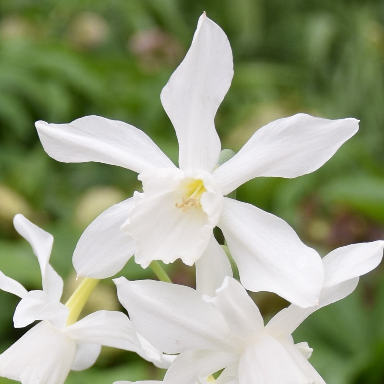 Narcissi Thalia