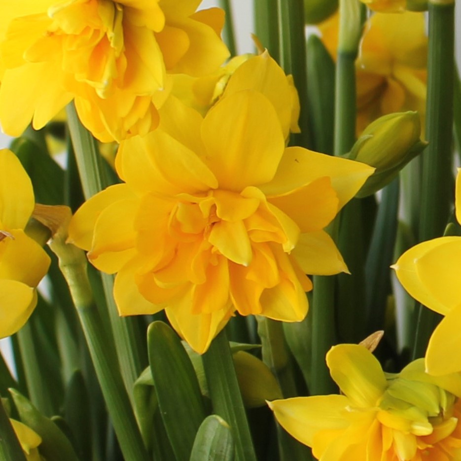Narcissi Tete Boucle